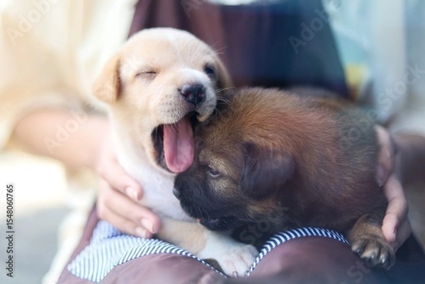 Fototapeta A person hugs a white and brown puppy while the puppy yawns.