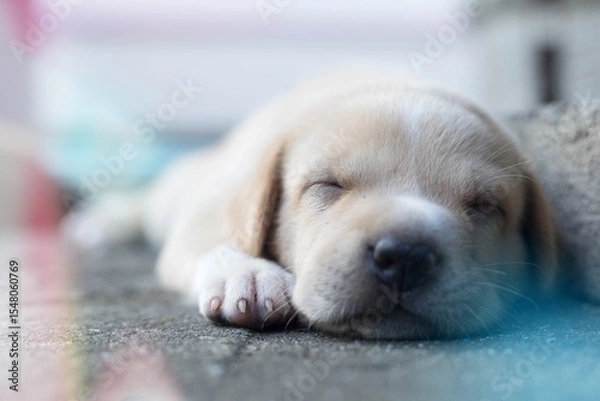 Fototapeta A small puppy is sleeping soundly on the floor.