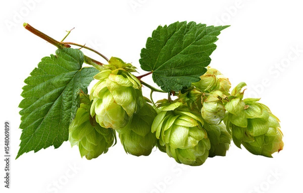 Fototapeta Hops isolated on a transparent background