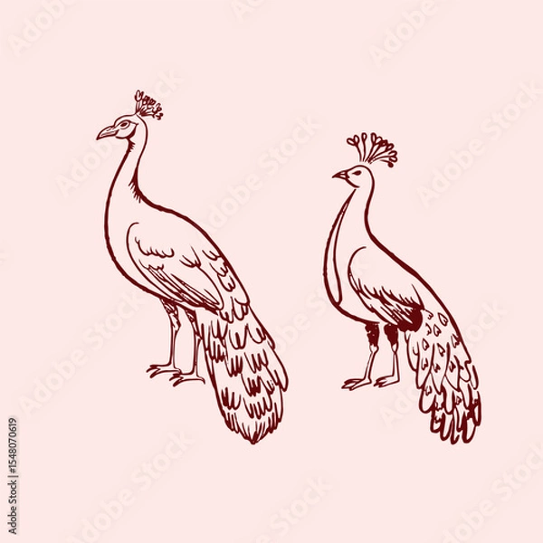 Fototapeta Sketch of two peacocks. Sketch of birds. Ornithology. Wild fauna. Wild birds.