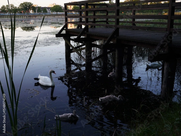 Fototapeta Swans on a lake with cygnets and a wooden bridge in the background