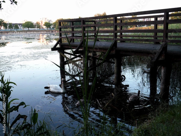 Fototapeta Swans on a lake with cygnets and a wooden bridge in the background