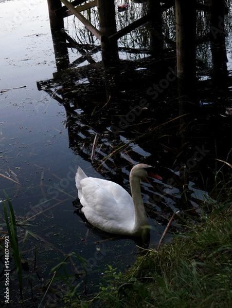 Fototapeta Swans on a lake with cygnets and a wooden bridge in the background