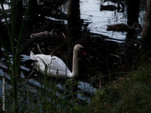 Fototapeta Swans on a lake with cygnets and a wooden bridge in the background