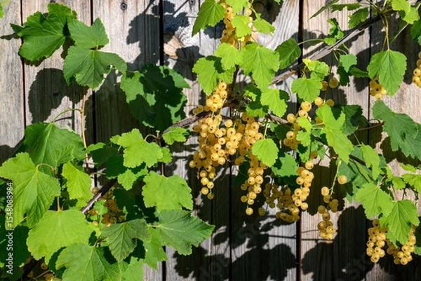 Fototapeta Currant clusters of yellow berries hang from a branch with bright green leaves, casting shadows against a wooden background.Sunlight highlights the foliage and the rustic texture of the wooden planks.