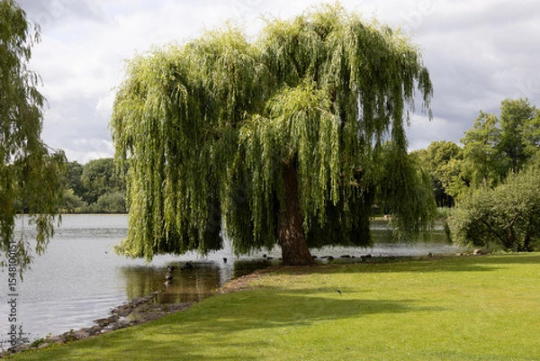 Obraz A weeping willow on the lakeshore