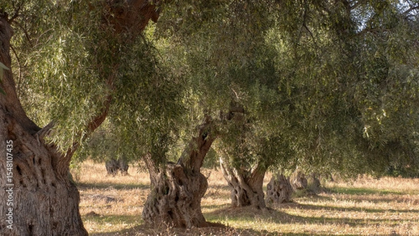 Obraz Ancient olive trees.