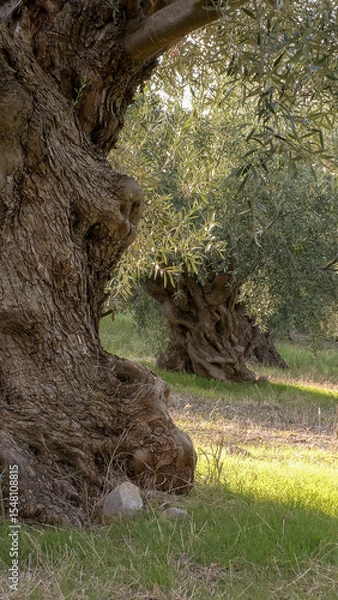 Obraz Ancient olive trees.