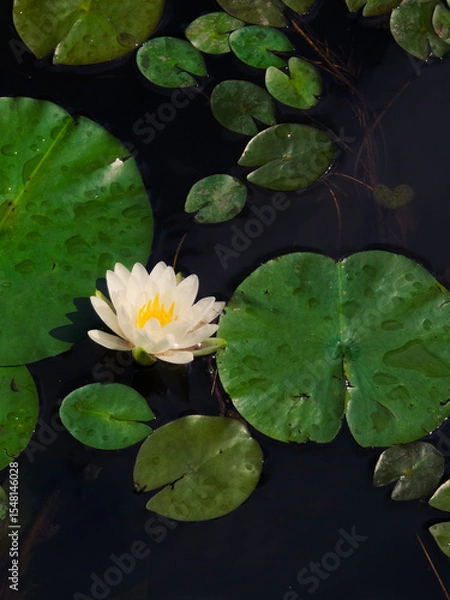 Obraz white water lily