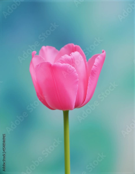 Obraz Close-up of single fresh pink tulip in full bloom standing alone against soft turquoise background. Bright and beautiful minimalist floral scene with fine petal details symbolizing purity and elegance