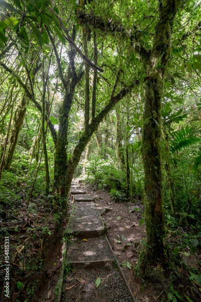 Fototapeta Stone path in rainforest Monteverde Costa Rica