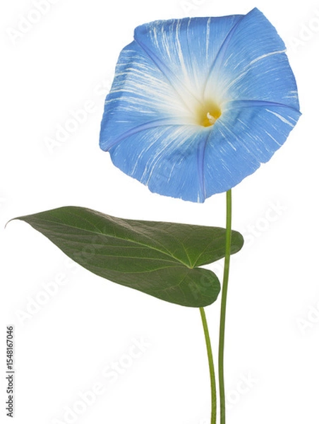 Obraz ipomoea flower isolated