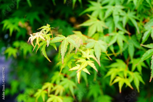 Fototapeta Close up of acer tree leaves in the spring