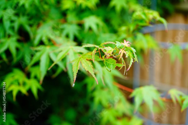 Fototapeta Close up of acer tree leaves in the spring