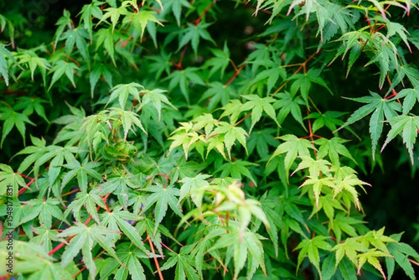 Fototapeta Close up of acer tree leaves in the spring