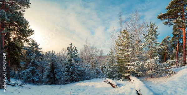 Obraz Panorama of winter forest on a sunny morning.