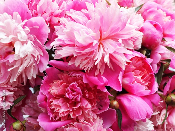 Fototapeta Pink peony flowers as background, closeup
