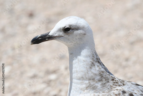 Obraz Lesser Black-backed Gull, 