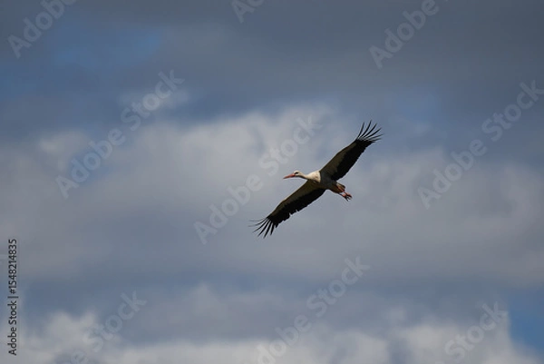 Obraz White Stork in flight
