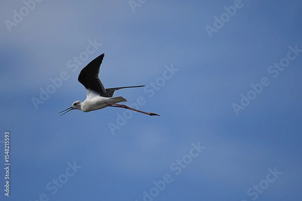 Obraz Black-winged Stilt in flight