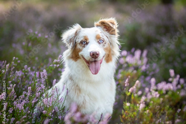 Obraz Australian Shepherd Surrounded by Wild Heather