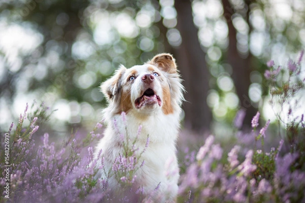 Obraz Australian Shepherd Surrounded by Wild Heather