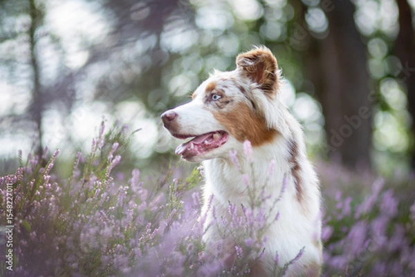 Obraz Australian Shepherd Surrounded by Wild Heather