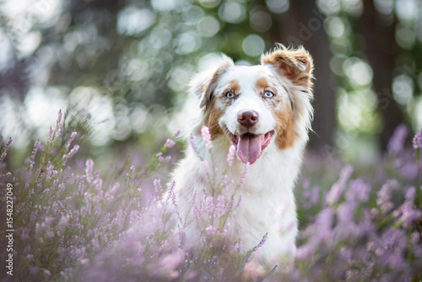 Obraz Australian Shepherd Surrounded by Wild Heather