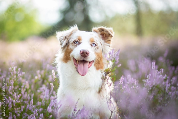 Obraz Australian Shepherd Surrounded by Wild Heather