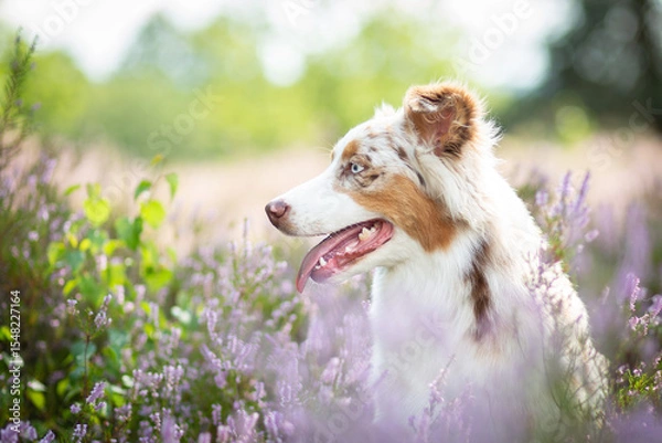 Obraz Australian Shepherd Surrounded by Wild Heather