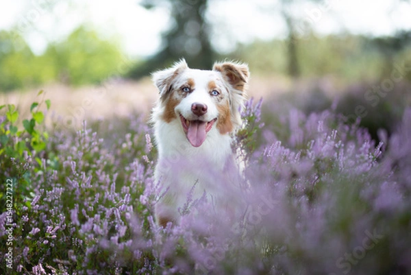 Obraz Australian Shepherd Surrounded by Wild Heather