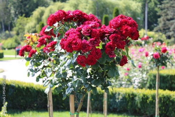 Obraz A stunning display of vibrant red roses flourishing in a picturesque garden.