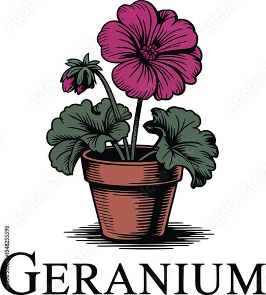 Obraz A graphic illustration of a geranium plant with pink flowers in a terracotta pot on a cream background
