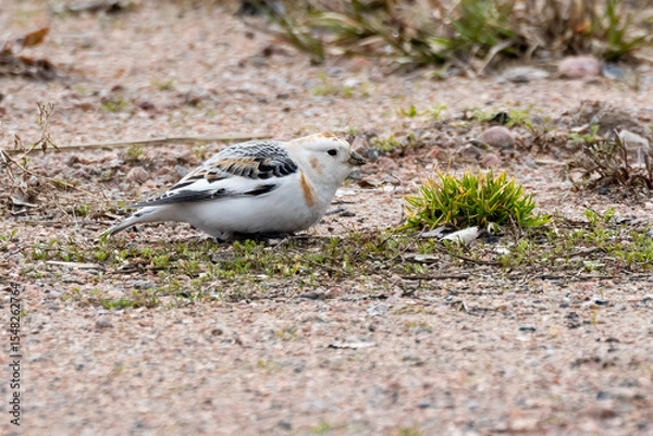 Obraz snow bunting