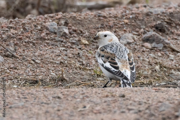 Obraz snow bunting