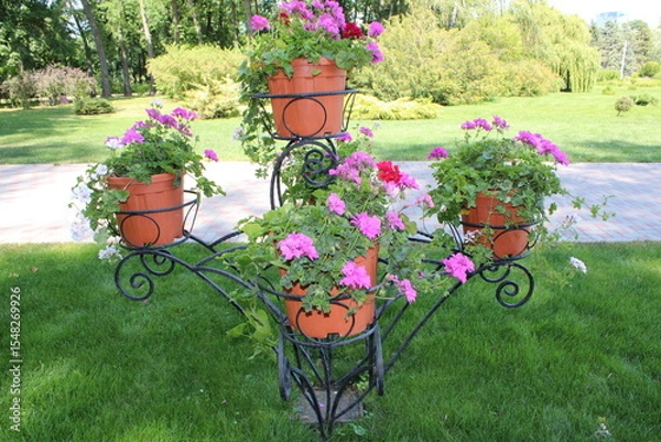 Obraz Three colorful pots of geraniums displayed on a metal stand in a serene park environment.