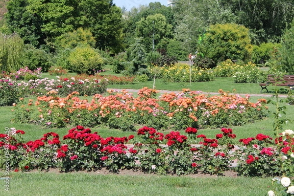 Obraz A picturesque garden showcasing an array of colorful roses amidst a backdrop of lush trees and diverse flowers.