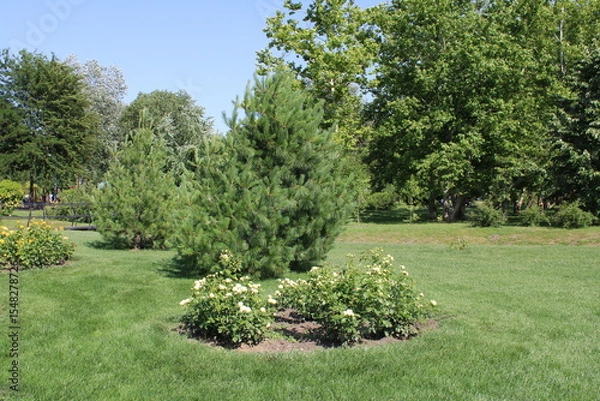 Obraz A serene park scene featuring a small tree surrounded by lush greenery and open skies.