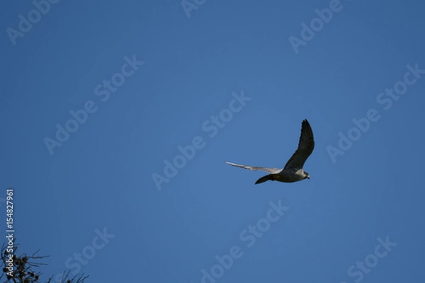 Fototapeta ハヤブサ