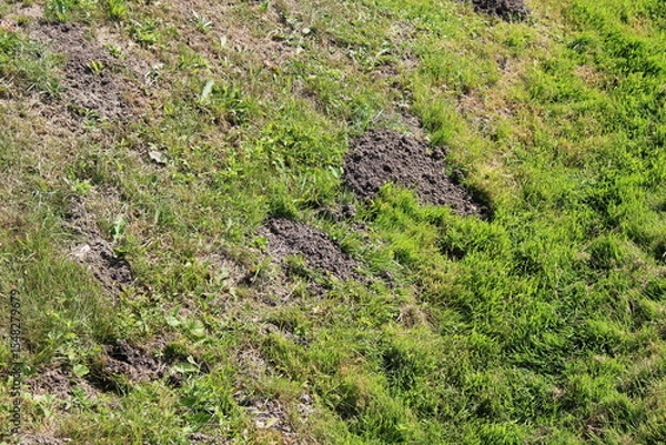 Obraz A vibrant grassy field featuring a distinct patch of exposed dirt in the center, showcasing natural contrast.