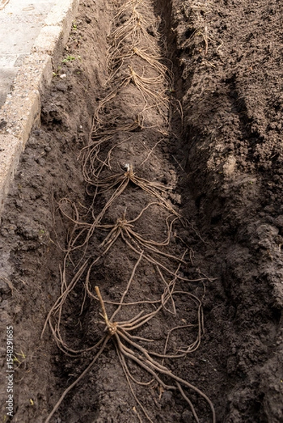 Fototapeta Asparagus roots planted on little mound of soil in the vegetable garden