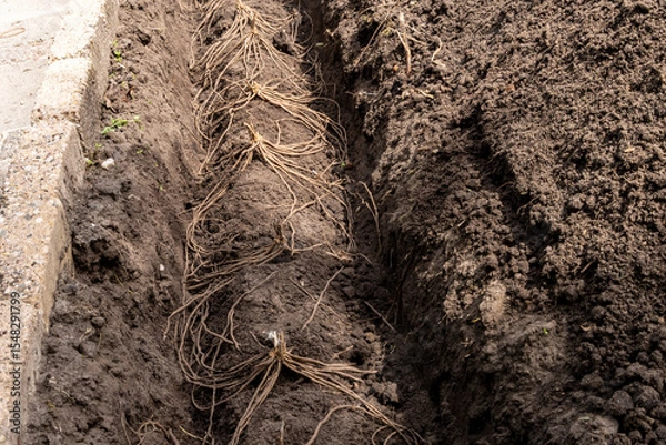Fototapeta Asparagus roots planted on little mound of soil in the vegetable garden