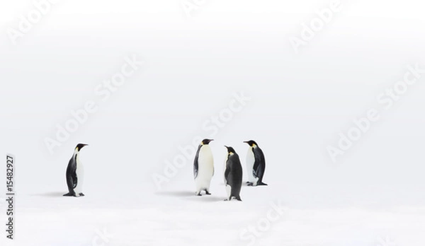 Obraz Pingwiny cesarskie