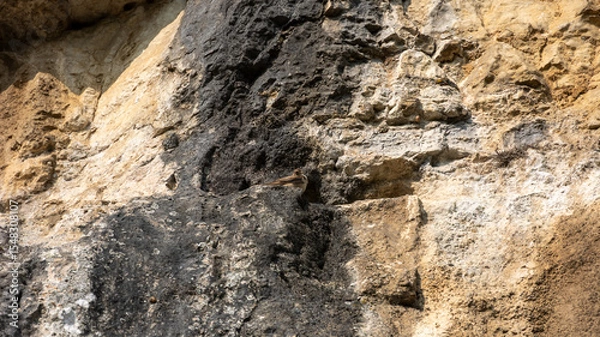 Fototapeta Hirondelles des rochers