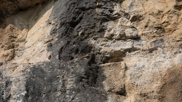 Fototapeta Hirondelles des rochers