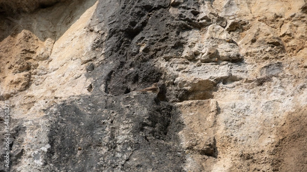 Fototapeta Hirondelles des rochers