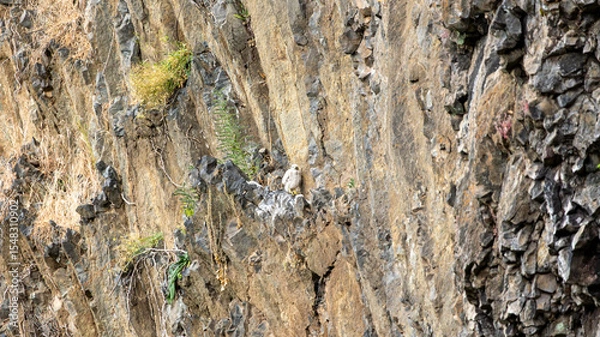 Fototapeta Nid d'épervier