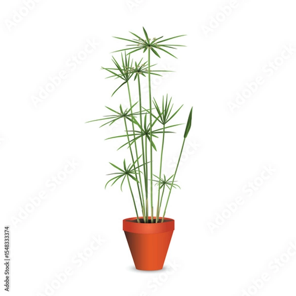 Fototapeta Cyperus (Umbrella papyrus) in a plastic flowerpot. Used as a houseplant or for planting on the bank of a pond. Isolated realistic vector drawing for room design project, flower shop advertising banner