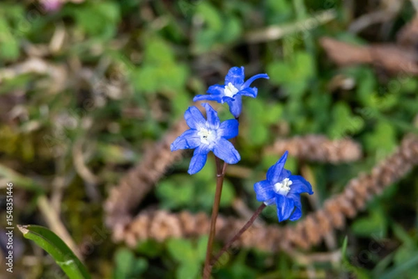 Obraz many blue flowers of the star hyacinth on a meadow at springtime