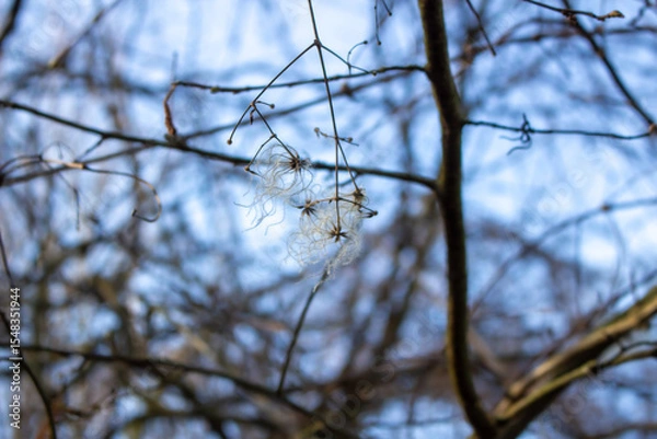 Obraz Clematis vitalba in the rays of the winter sun